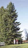 SHS Earth Club planted a white fir in 1990, now it's 60 feet tall