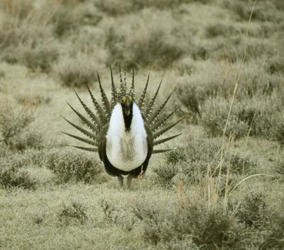 Greater sage-grouse