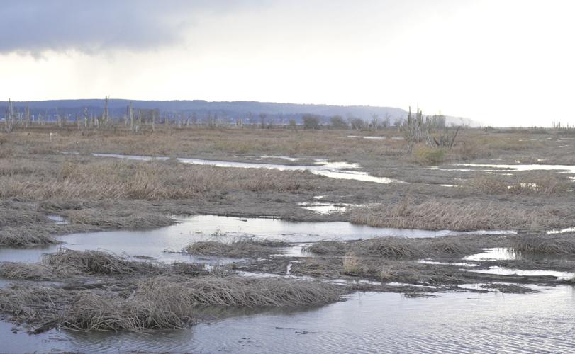 Wiley Slough