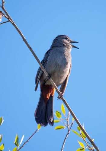 gray catbird by Terry Rich.jpg